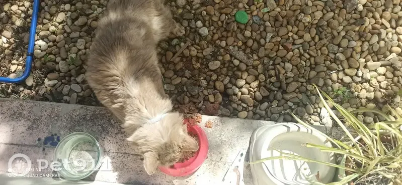 Chat malade au collier bleu trouvé - photo