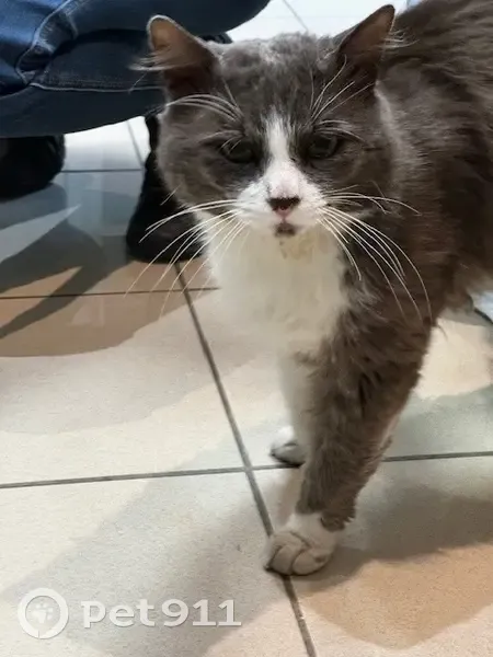 Chat sociable trouvé à Albi - photo