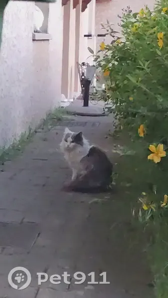 Chat perdu affamé à Saint-Bonnet - photo