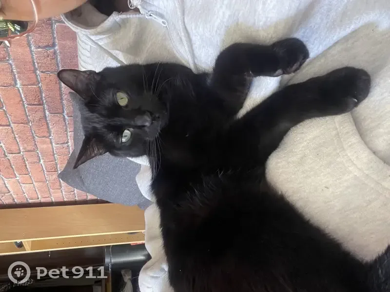 Chat noir craintif Joris perdu - photo