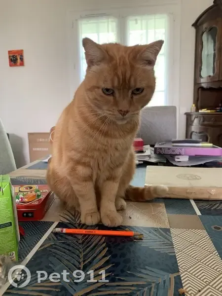 Avis: Tigrou, chat roux perdu - photo
