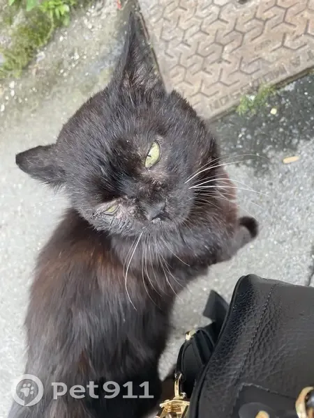 Trouvé: Chat noir câlin, Haisnes - photo
