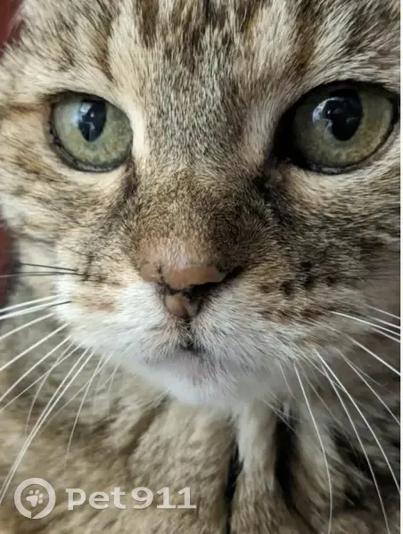 Chatte multicolore perdue à Marseille - photo