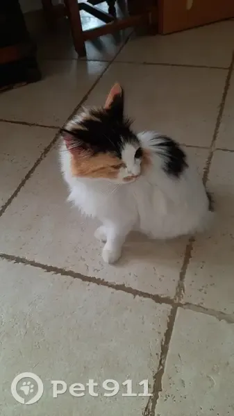 Chatte tricolore trouvée à Villedieu - photo