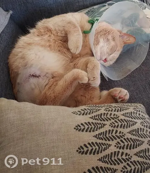Chat Mâle Tigré Blessé Disparu - photo