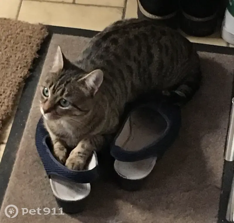 Chatte tigrée disparue à Clamart - photo