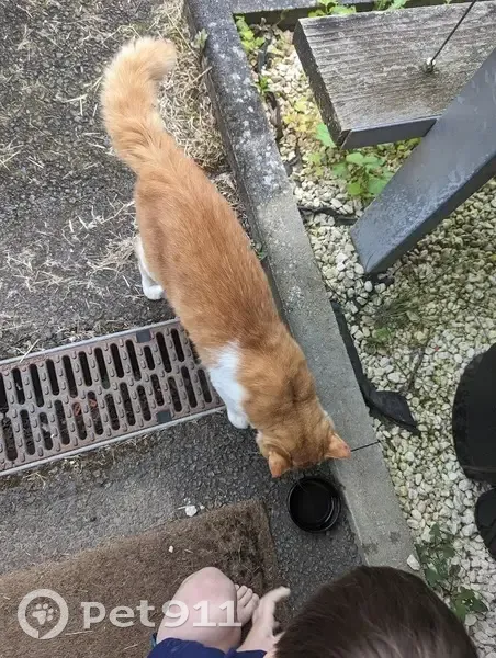 Chat blessé trouvé, conduit à la SPA - photo