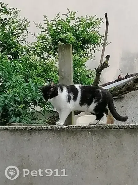 Chat noir et blanc perdu à Rouen - photo