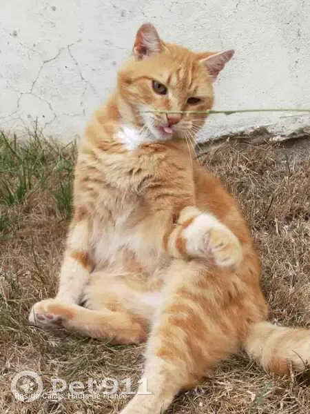 Chat roux Titus perdu à Wanquetin - photo