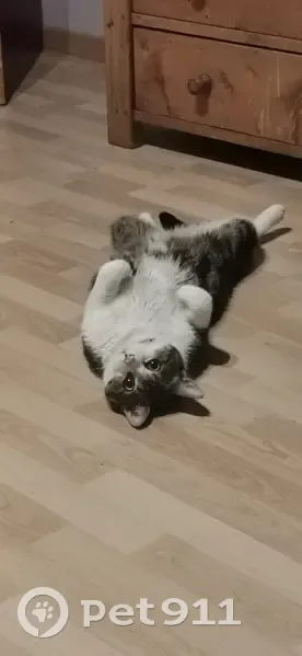 Chat peureux Léo disparu à Brizon - photo