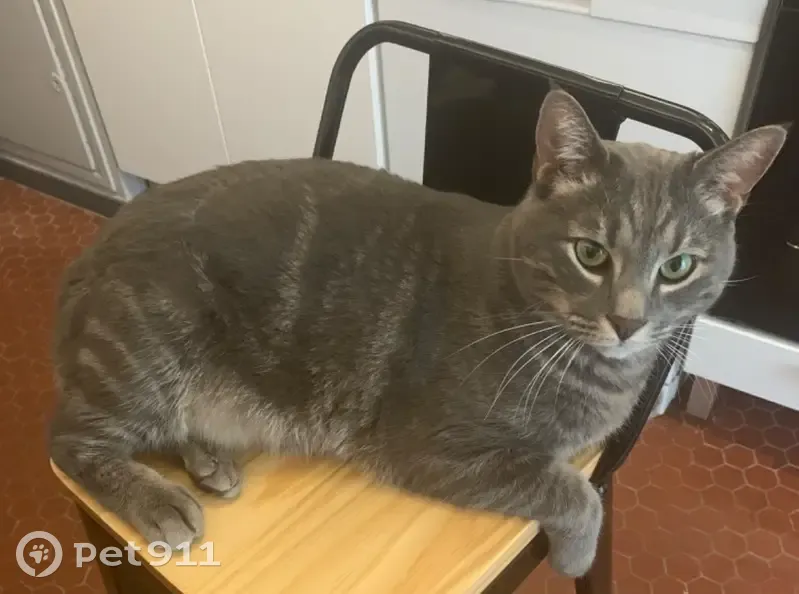 Chat gris aux yeux verts perdu - photo