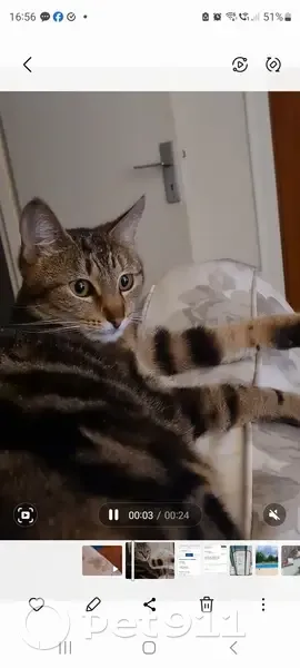 Chat perdu 3,5kg à Reims - photo