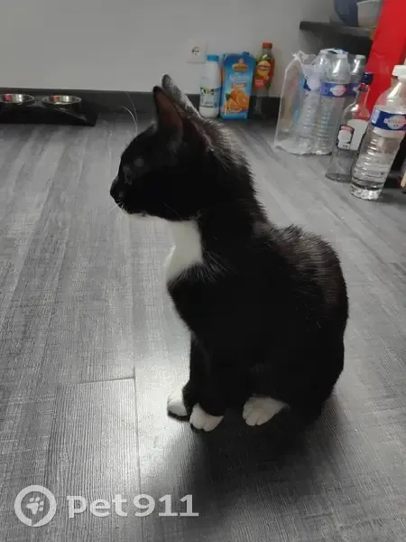 Chaton timide perdu à Méricourt - photo