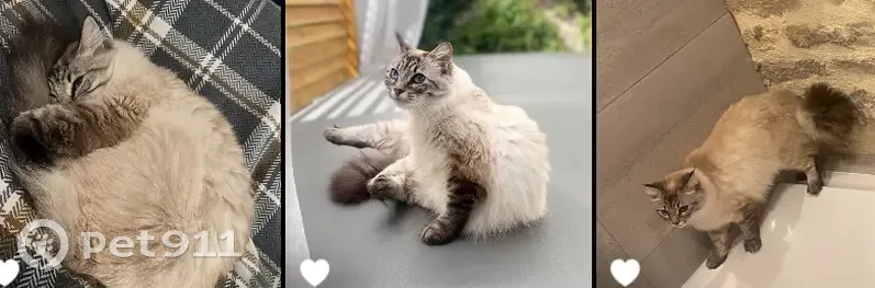 Chatte Pépite perdue à Dijon - photo