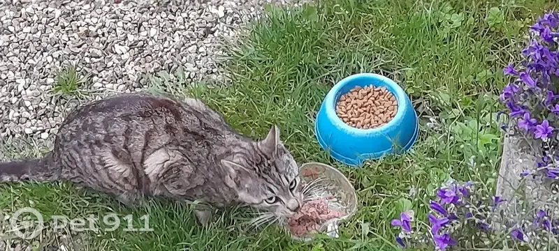 Chat perdu et affamé à Eckartswiller - photo