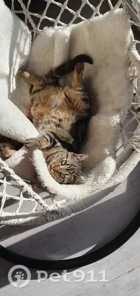 Chat Européen Tigré Perdu - photo