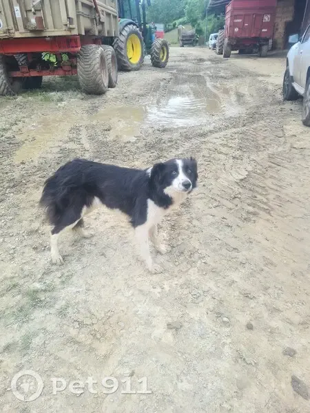 Border Collie perdu à Linas - photo