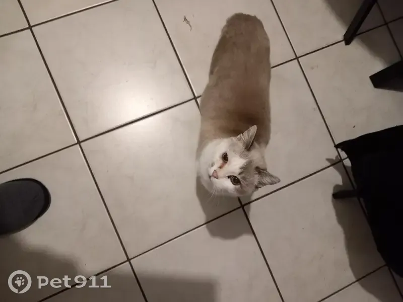 Chatte âgée Minette disparue - photo