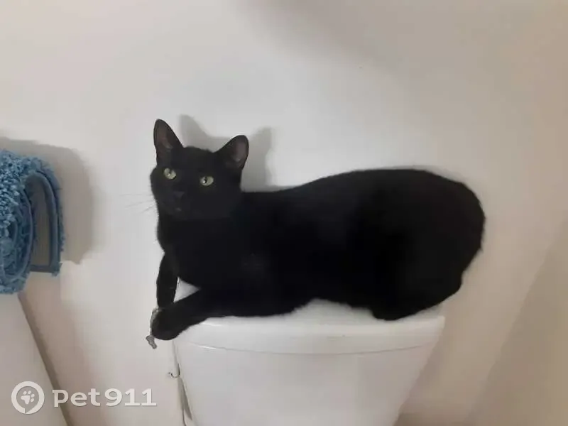 Chat noir aux yeux verts perdu - photo