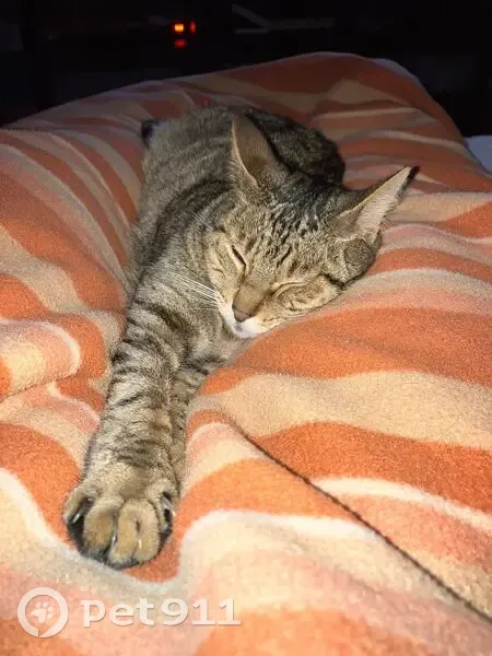 Chat tigré beige perdu - Champigny - photo
