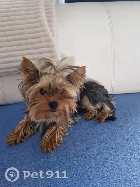 Avis de recherche: Tomy, York - photo