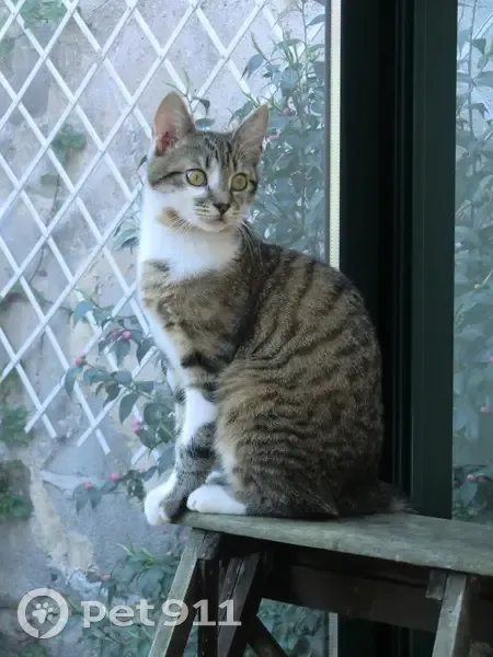 Chat tigré perdu à Saint-Leu - photo