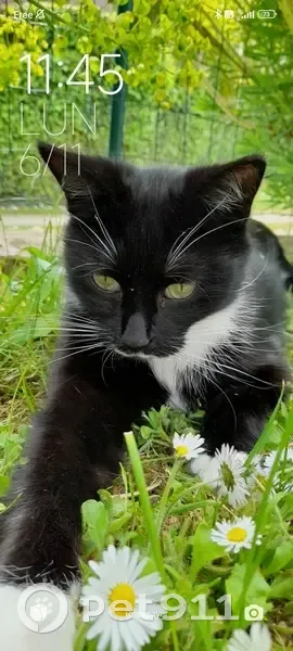 Chat 