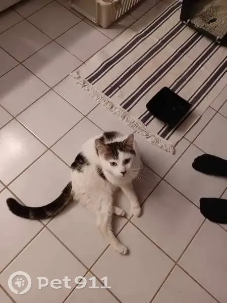Chat blanc/tigré trouvé affamé - photo