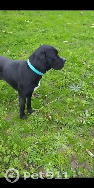 Séraphine, chien perdu à Lorges - photo