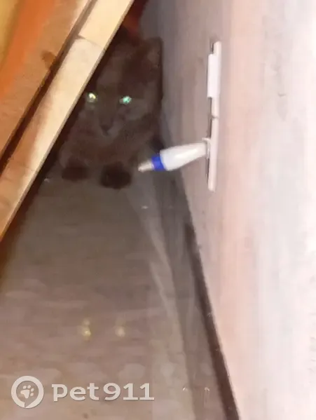 Chartreux perdu, maigre et peureux - photo