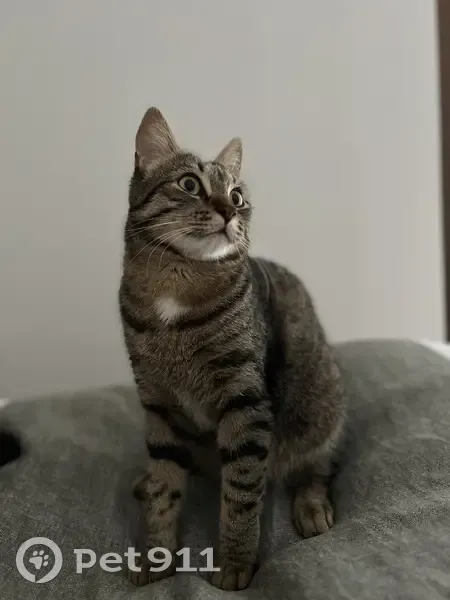 Chat Perdu au Touquet-Paris-Plage - photo