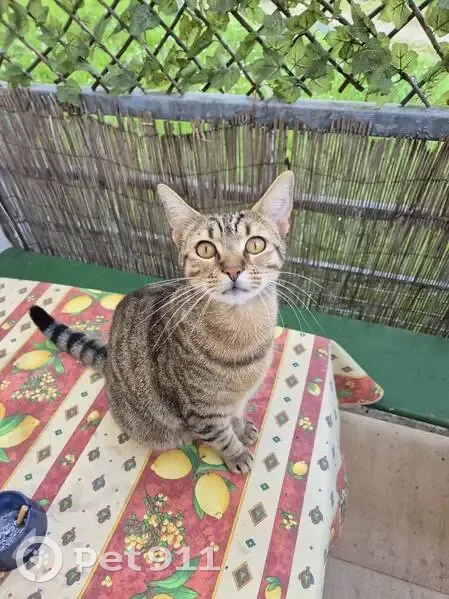 Chat Marley disparu à Drancy - photo