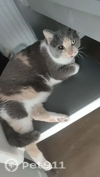 Chatte écaille perdue - Le Grand-Quevilly - photo