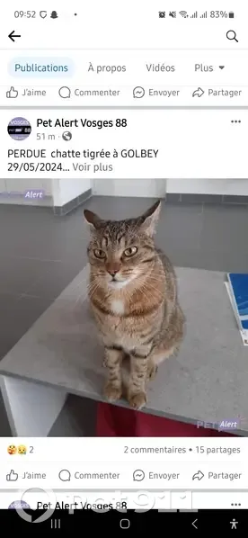 Chatte tigrée perdue à Golbey - photo