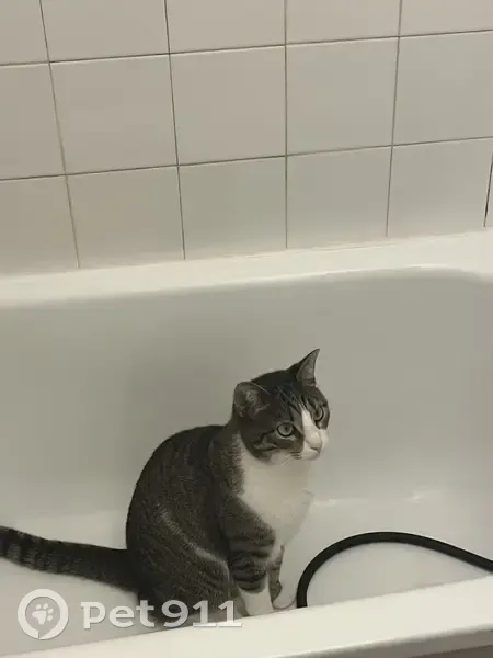 Chat tigré disparu à Échirolles - photo