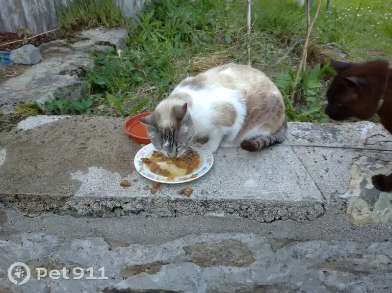 Chatte claire disparue à Couzeix - photo