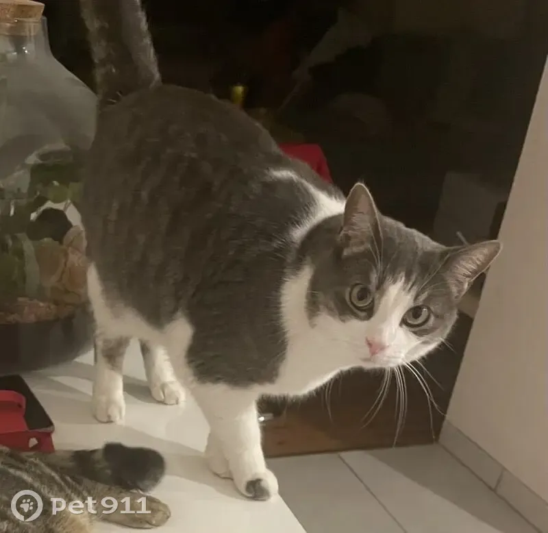 Chat disparu après fuite de voiture - photo