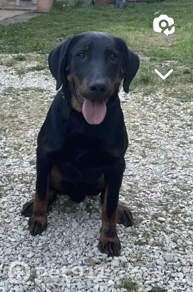 Chien Beauceron perdu à Précy - photo