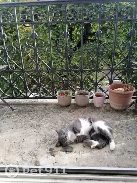 Chatte Rose disparue à Versailles - photo