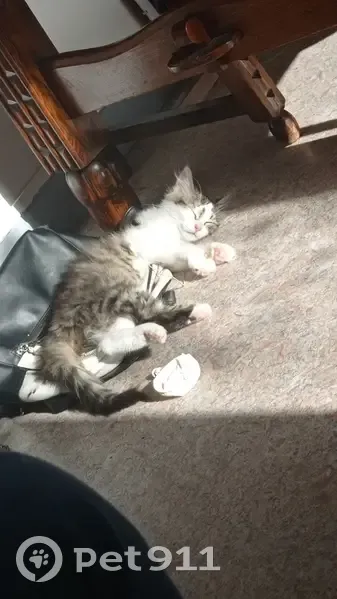 Chaton de 6 mois perdu, Le Pont - photo