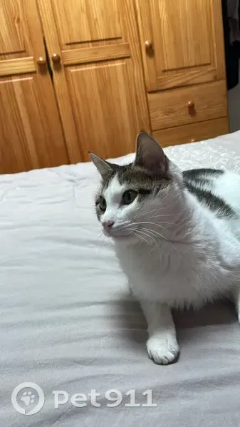 Chat blanc tigré Yugo perdu - photo