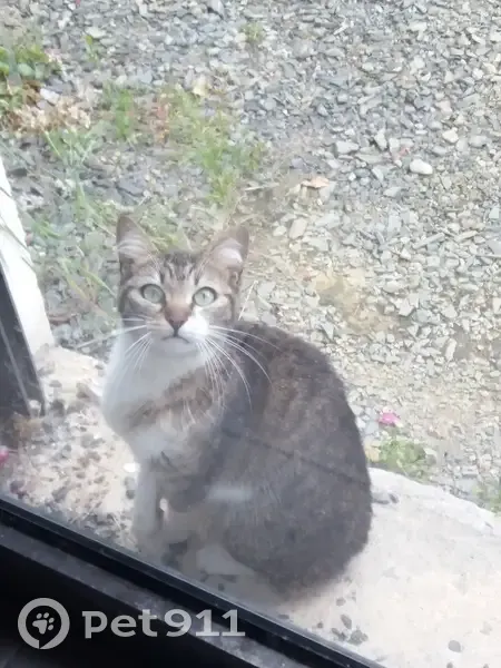 Chat(te) jeune trouvé à Brive-la-G - photo