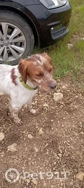 Chien épagneul perdu à Val-d'Auge - photo