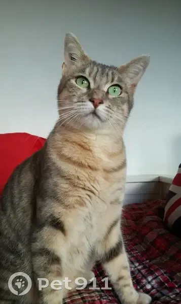 Chatte tigrée disparue à Toulouse - photo