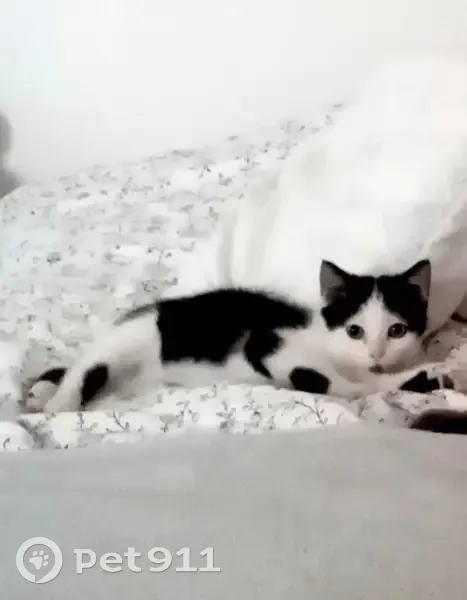Chaton noir/blanc égaré - Fretin - photo