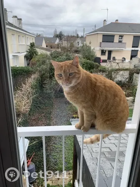 Chat Roux Perdu - Les Ponts-de-Cé - photo