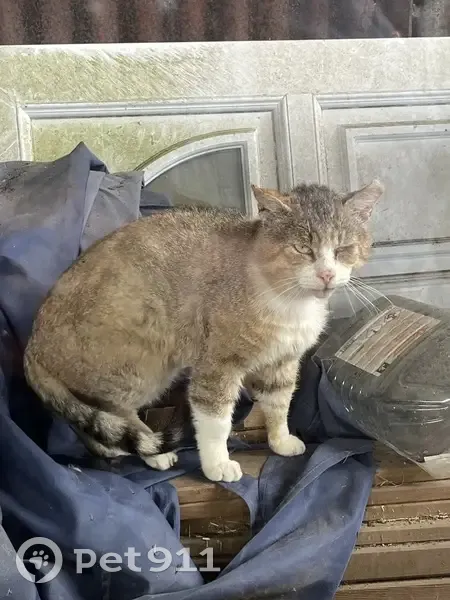 Chat roux et blanc trouvé à Bethon - photo