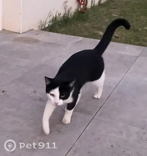 Chat mâle trouvé à Roujan - photo