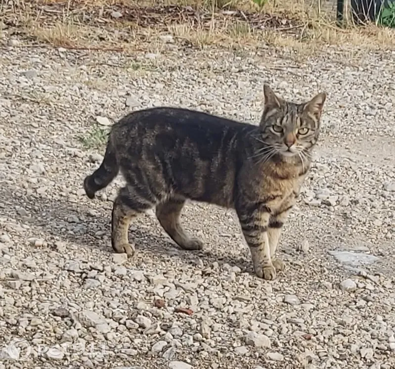 Chat tigré disparu à Mazirot - photo
