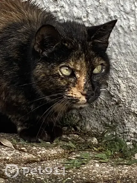 Chat écaille trouvé à Tignieu - photo